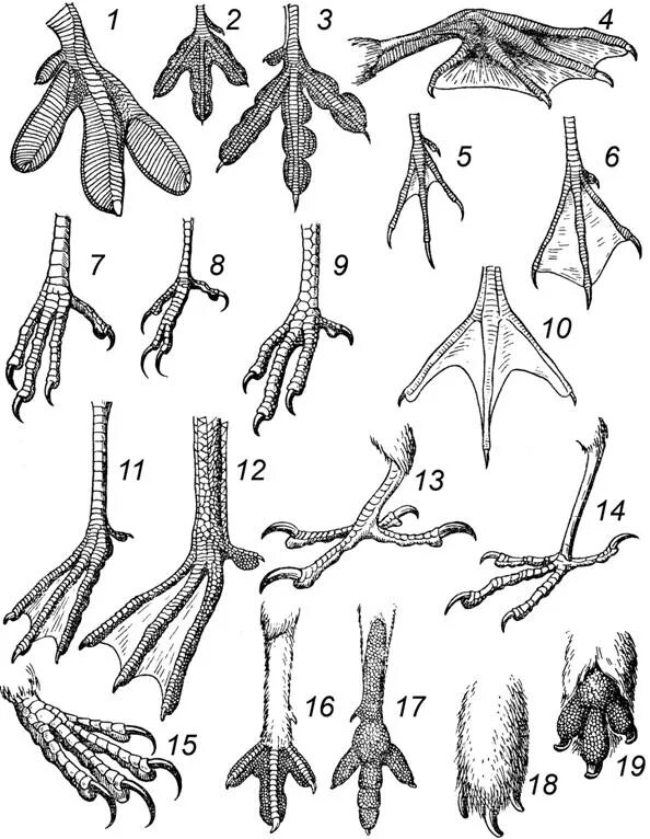 Лапы птиц. Ноги птиц. У птиц ноги и лапы. Разнообразие конечностей птиц.