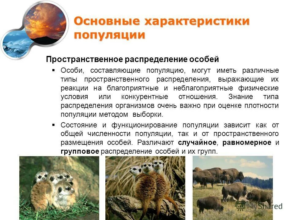 про популяцию. виды популяций. популяция определение. экологическая структура популяции. определение понятия популяция.