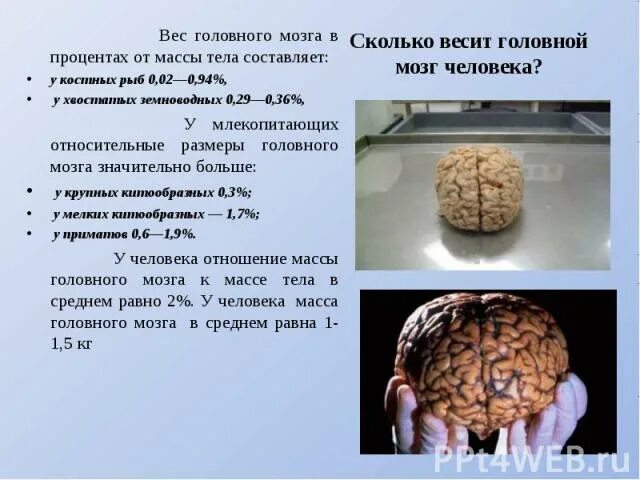 Мозг весит. Масса головного мозга. Масса головного мозга человека. Размер мозга взрослого человека. Масса головного мозга взрослого.