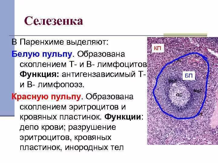Селезенка и эритроциты. Т-лимфоциты в селезенке локализованы:. Т лимфоциты в сеокзнке локализованы. В-лимфоциты в селезенке локализованы в:. Т лимфоциты в селезенке локализованы в пульпе.