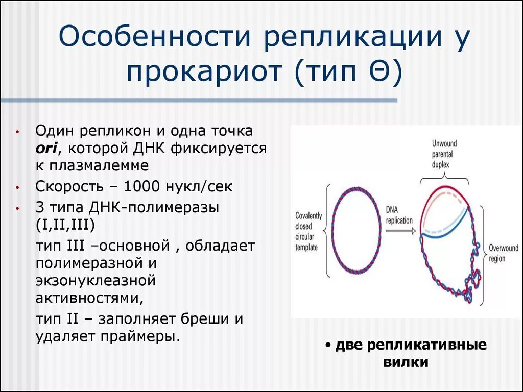 В клетках прокариот днк. Характеристики репликации прокариот. Репликация ДНК У прокариот. Особенности репликации у эукариот. Типы репликации ДНК У прокариот.