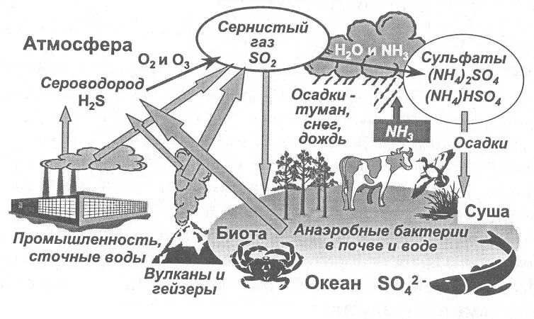 Вред сероводорода. Круговорот серной кислоты в природе. Круговорот сернистого газа в природе. Круговорот серы в биосфере схема. Круговорот серы в биосфере.