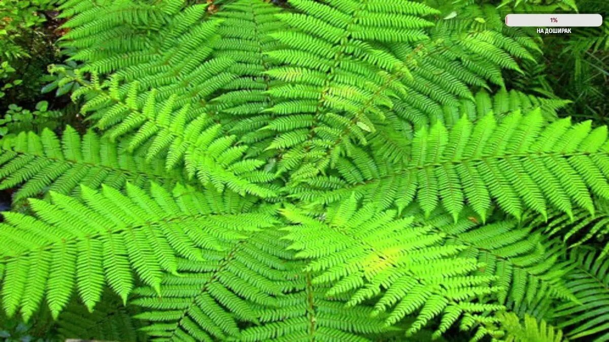 Athyrium filix-femina. Фернс папоротник. Водоросли мхи папоротники. Папоротник орляк цветет. Как цветёт папоротник фото.
