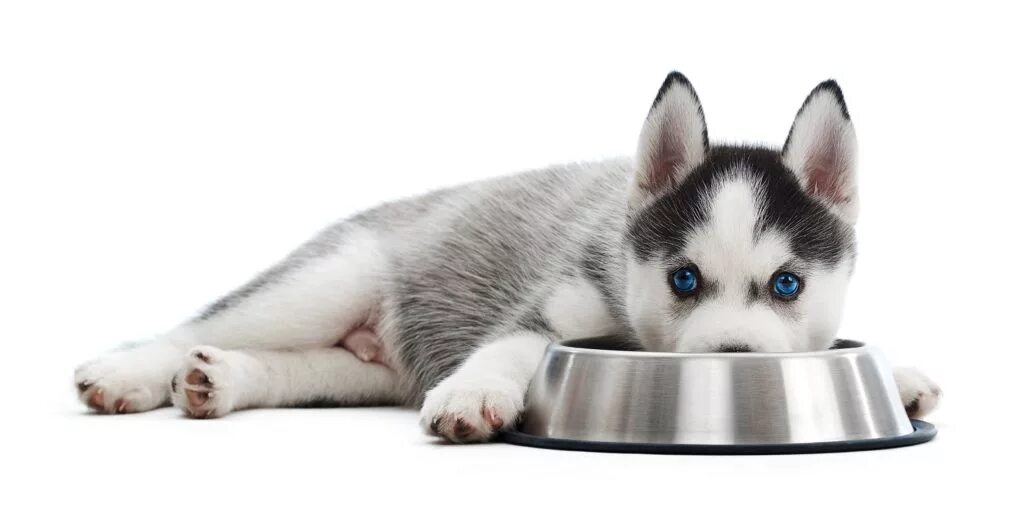 Рацион щенки хаски. Корм для собак хаски. Корм хаскам. Сухой корм хаски для собак. Собачий корм для хаски.