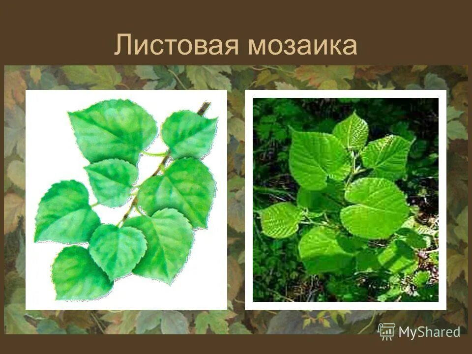 Листовая мозаика. Листовая мозайка растеий. Листовой мозаики. Какого значение листовой мозаики. Явление листовая мозаика.