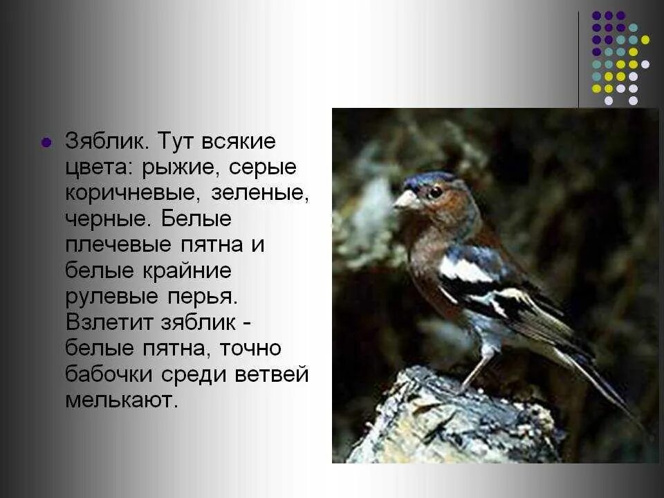 Зяблик ареал. Зяблик описание. Зяблик сообщение. Рассказ о зяблике. Почему зяблика назвали зябликом