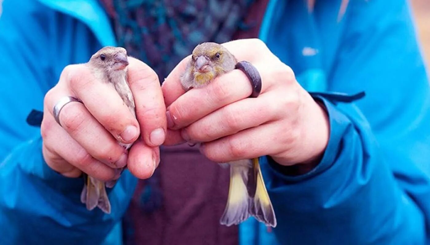 Куршская коса орнитологическая станция. Метод кольцевания птиц. Орнитологическая станция фрингилла на куршской косе. Фрингилла куршская коса. Метод кольцевания в биологии.