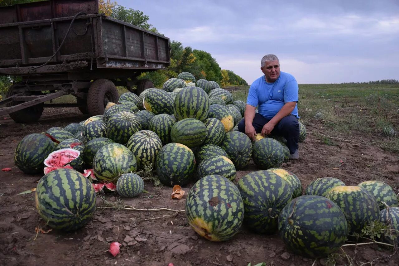 Ютуб арбузов. Арбузная бахча соль Илецк. Дынная бахча. Арбузная бахча Астрахань. Бахча арбузов.