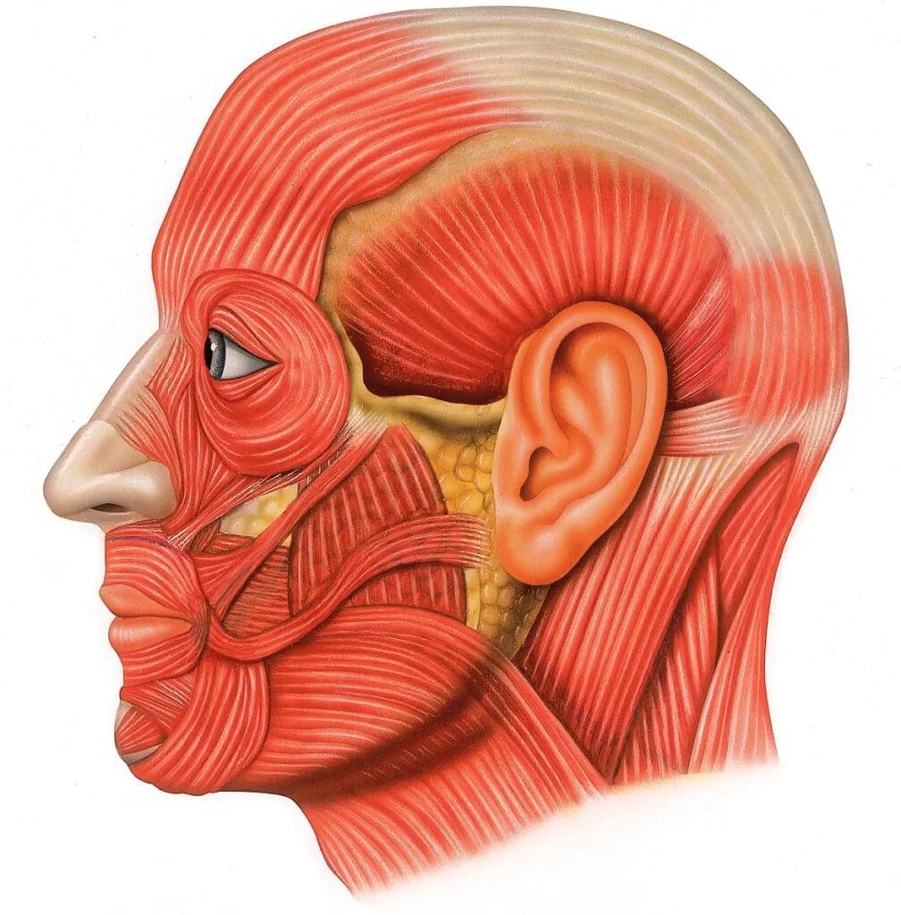 Мышцы лица сбоку анатомия. Мышцы черепа человека анатомия. Строение человеческой головы. Мышцы головы анатомия.