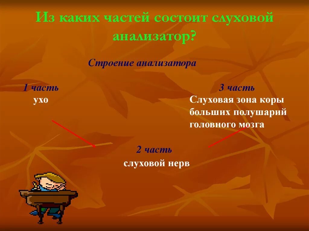 Из каких частей состоит анализатор 8 класс