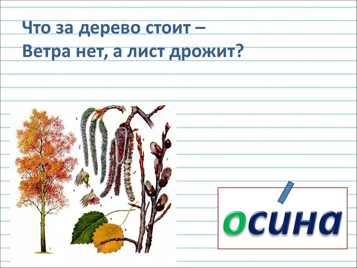 Как осиновый лист значение фразеологизма. Словарное слово осина. Загадка про осину. Загадки про деревья для дошкольников. Загадки про листья деревьев.