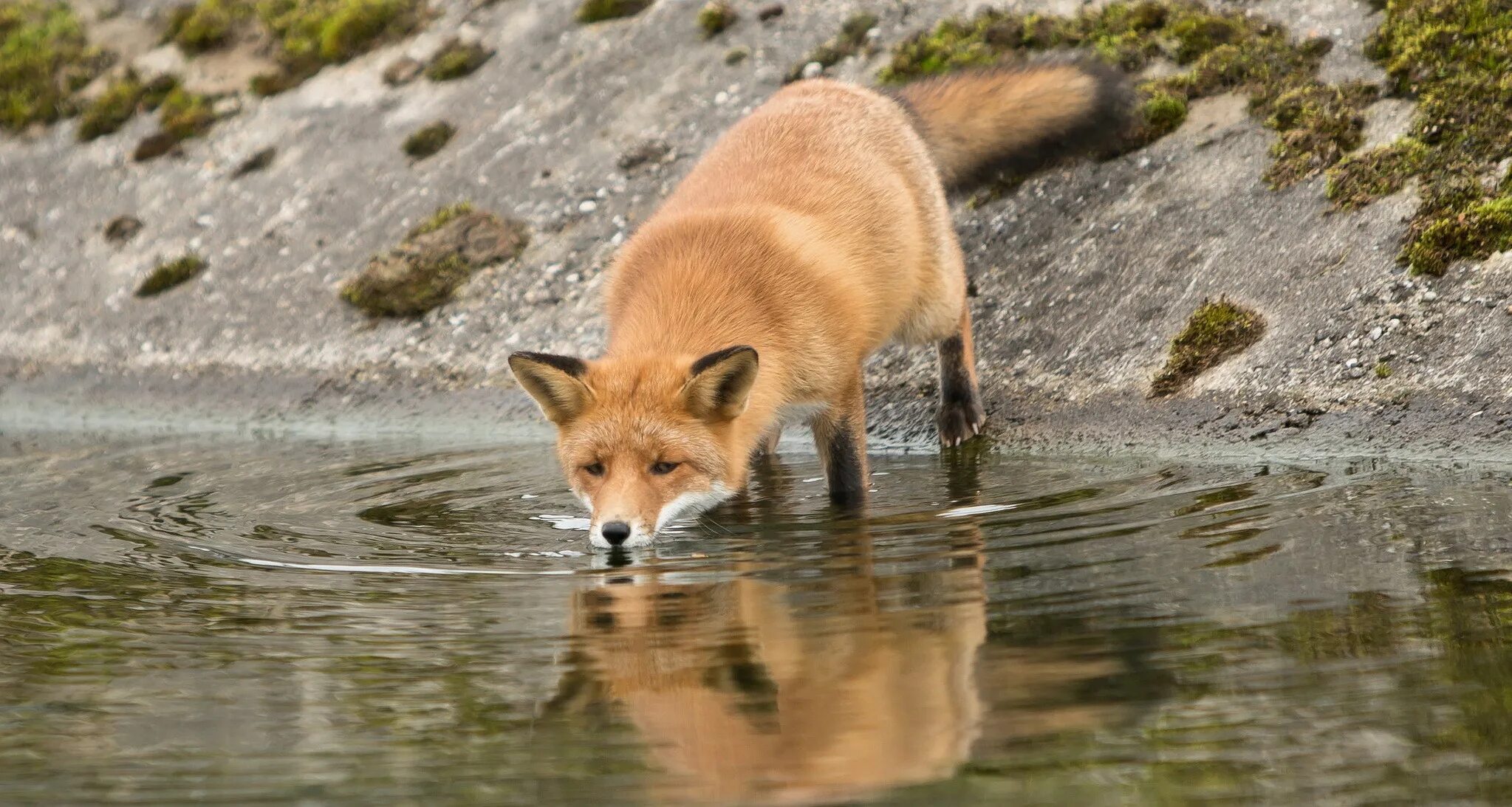 Water fox. Water fox. Лиса у водоёма. Water fox. Waterfox 56.