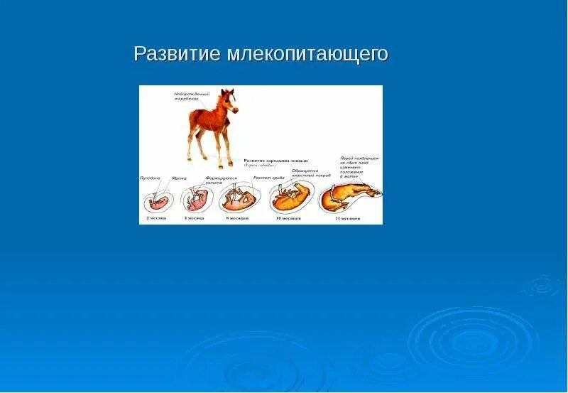 Стадия млекопитающего по штерну