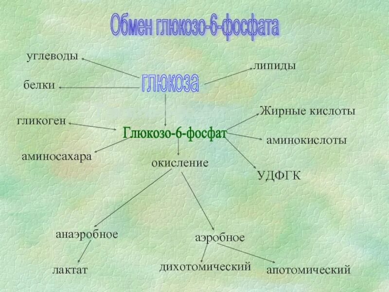 Функции молекул углеводов и липидов. Белки липиды углеводы. функции белков липидов и углеводов таблица. углеводы и липиды. функции белков углеводов и липидов.