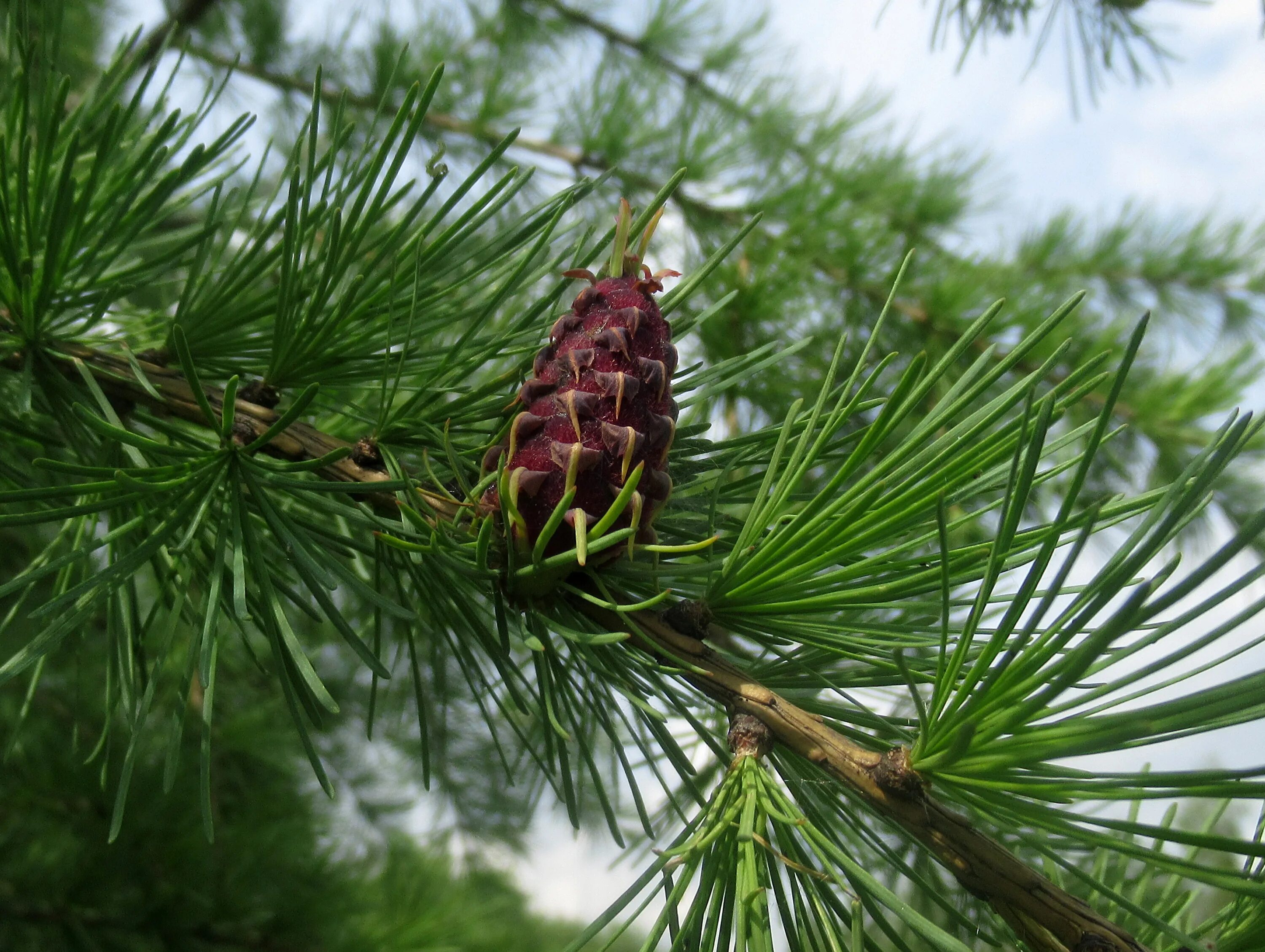 Сосна и лиственница хвойные деревья. Лиственница Сибирская Larix sibirica. Лиственница Миддендорфа. Лиственница Сукачева (Larix sukaczewii). Лиственница европейская хвоинки.