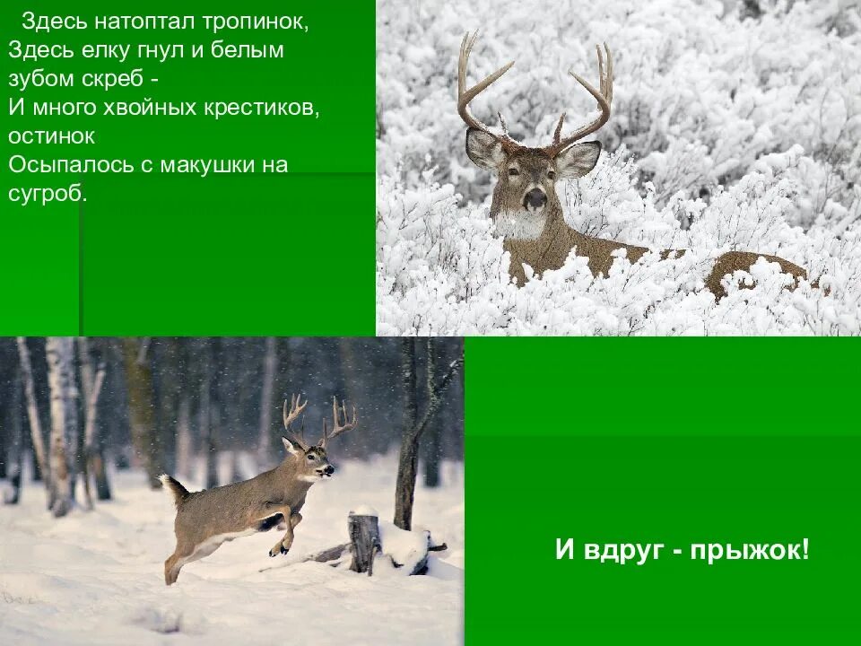 Густой зеленый ельник у дороги бунин стихотворение. Густой зеленый ельник» бунина. стихотворение бунина густой зеленый ельник. иван алексеевич бунин густой зеленый ельник у дороги. иван алексеевич бунин стихотворение густой зеленый ельник у дороги.