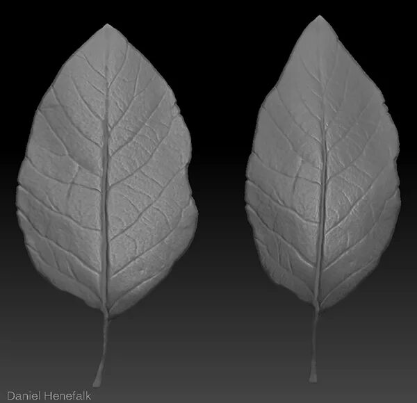 Молодой листок. Листья растений. Листа д. Листья. Листа д.