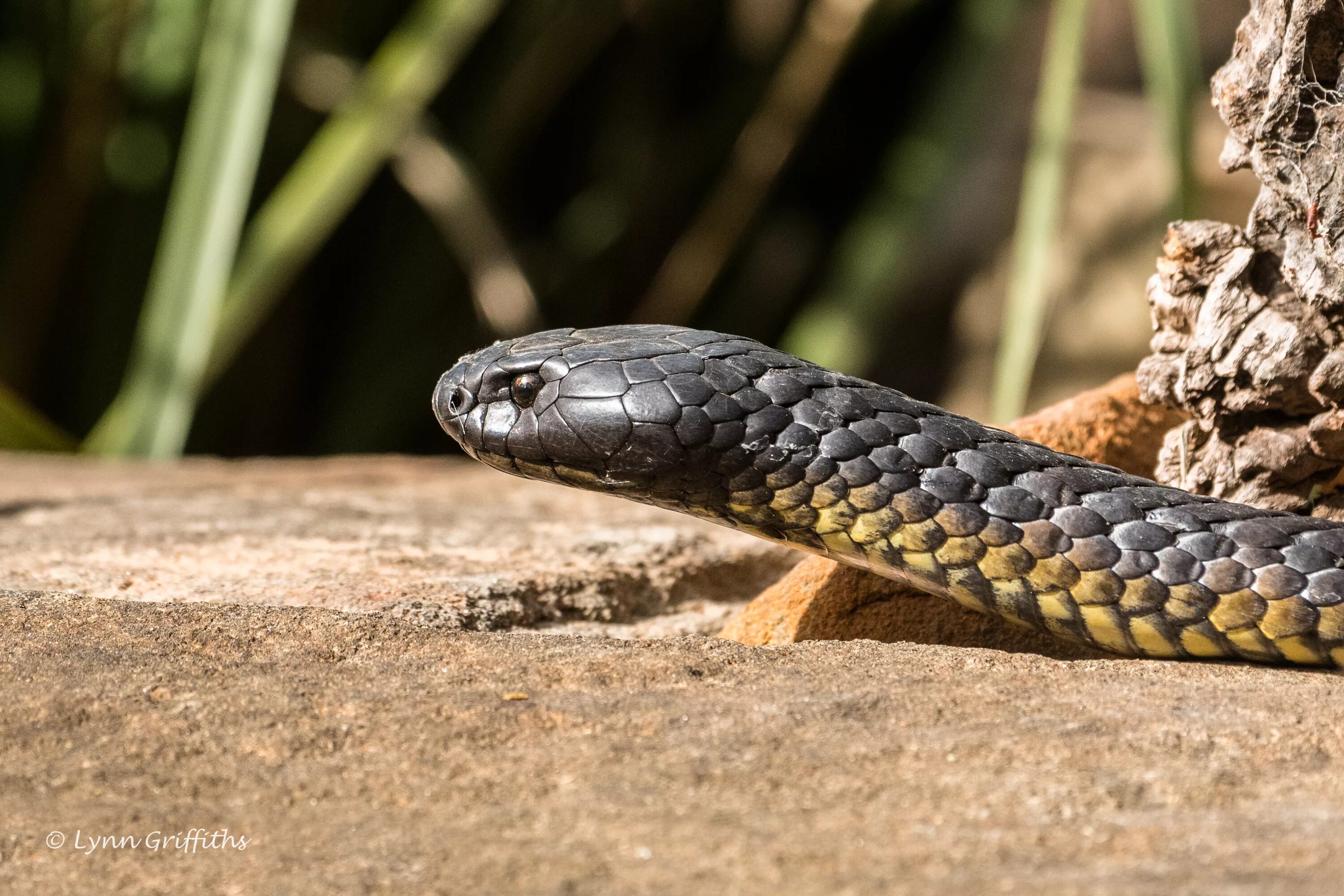 Отряд чешуйчатые змеи. Питон морелия виридис. Древесная африканская гадюка. Питон змея. Куфия кустарниковая гадюка.