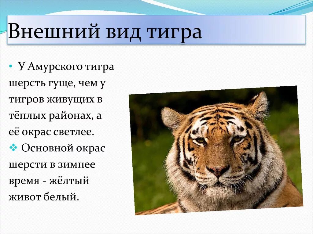 Тигр где находится история 5 класс. Внешний вид Амурского тигра. Амурский тигр внешний вид. Внешний вид амурских тигров. Особенности Амурского тигра.