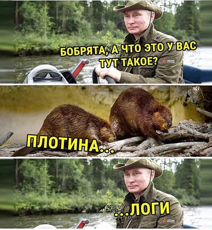 выдыхай бобер анекдот. шутки про бобров смешные. шутки про бобров. шутки про бобров. карикатуры с бобром.