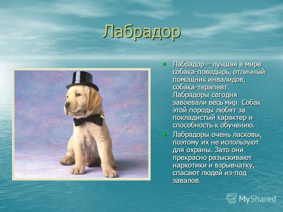 Сообщение о любой породе собак. Рассказ о собаке. рассказ о породе собак. доклад про собаку. рассказы отпародах собак.
