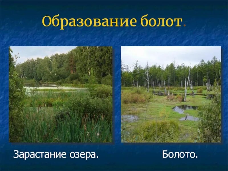 Озеро болото. Образование болот. Болота образуются. Болота 6 класс. Отличие пруда от озера