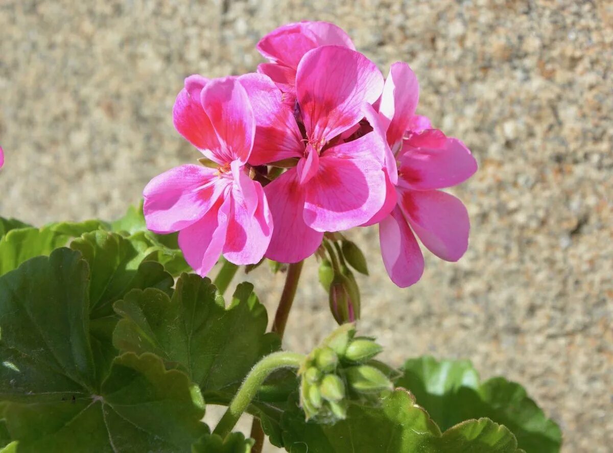 Pink Geranium пеларгония. Richard upward пеларгония. Престо Пинк пеларгония. Пеларгония айс Роуз. Стоимость герани