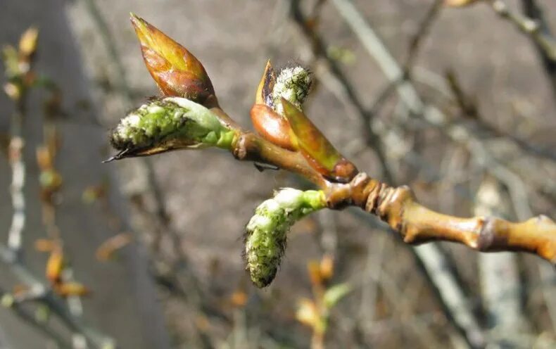 Тополь липкие почки. Тополь бальзамический побег с почками. Тополь бальзамический побег. Тополь черный (populus nigra). Тополь черный почки.
