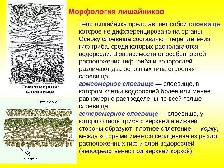 Роль водорослей в лишайнике. Гомеомерное строение слоевища лишайника:. Морфология тела лишайника. Тело лишайника представляет собой слоевище. Тело лишайника представляет собой.