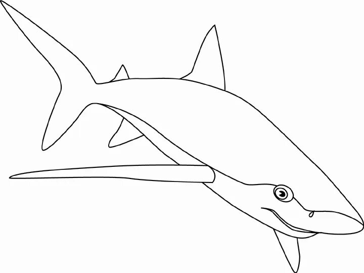 Раскраски акула. Длинноплавниковая акула раскраска. Акула контурный рисунок. Контур акулы для рисования. Рифовая акула раскраска.