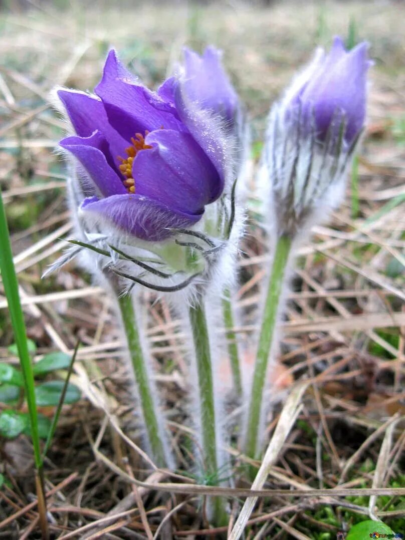 Прострел в тундре. Прострел сон-трава*, смесь. К чему снится что цветет цветок. Сонник цветет. Сонники цветы фото.