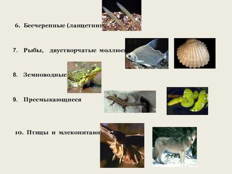 К бесчерепным животным относится