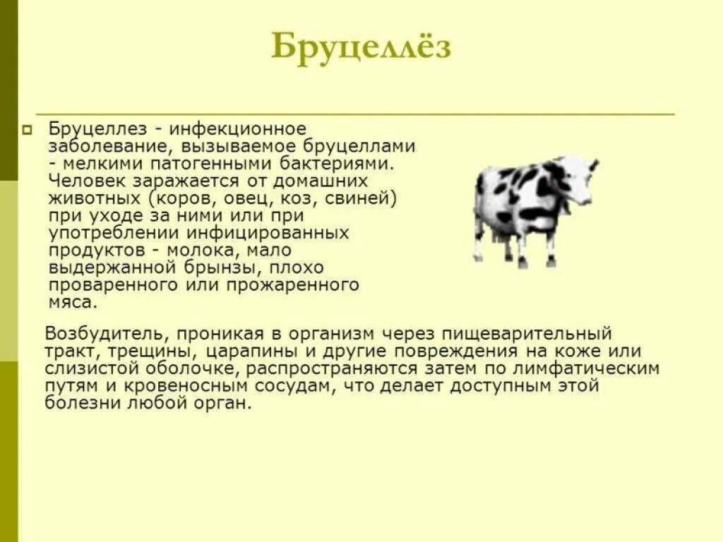 Что за болезнь бруцеллез у человека симптомы. Бруцеллез КРС симптомы. Бруцеллез крупного рогатого скота. Бруцеллез КРС признаки. Бруцеллез зоонозная инфекция.