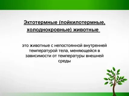 Пойкилотермные