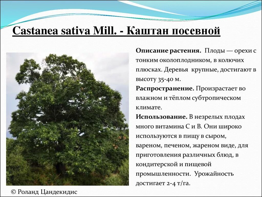 каштан дерево описание. каштан плод шипастый. из чего состоит плод каштана. конский каштан обыкновенный aesculus hippocastanum. как называются плоды каштана.