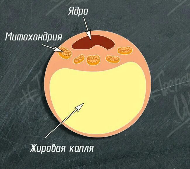 Липоциты. Жировая клетка строение. Жировая клетка адипоцит. Жировые клетки адипоциты. Структура жировой клетки.