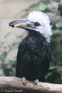 White crested