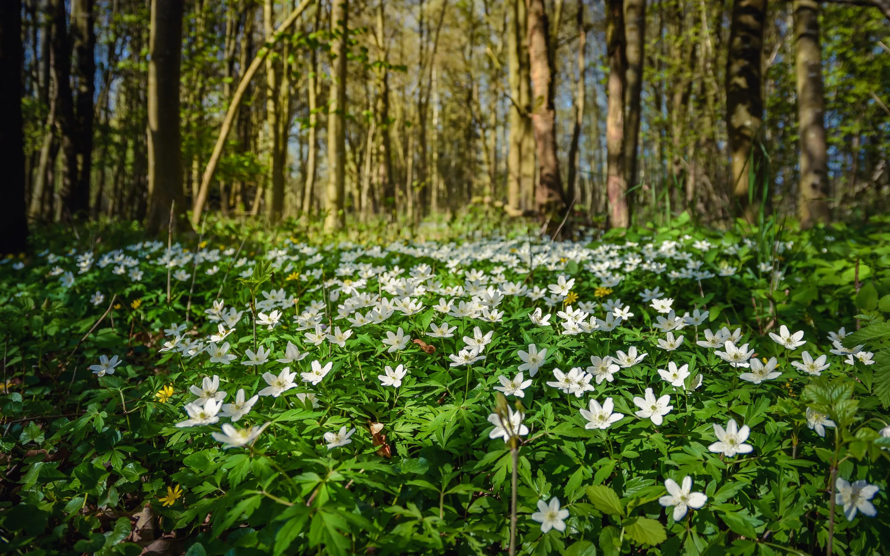 Ветреница дубравная подснежник. Ветреница (анемона) лесная (anemone sylvestris). Ветреница лесная полянка. Белые цветки в лесу весной. Белые цветки в лесу весной.