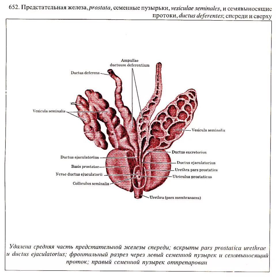 Почему у мужчины густая семенная. Предстательная железа анатомия строение. Предстательная железа анатомия рисунок. Строение предстательной железы доли. Схема строения предстательной железы.