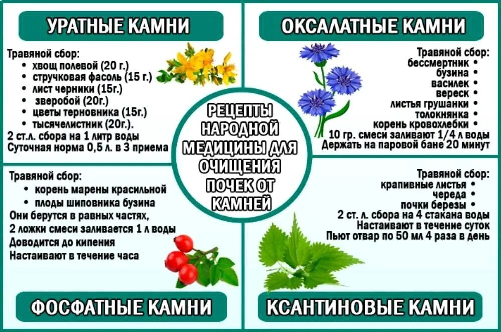 Какие травы можно при почках. Травы при мочекаменной болезни. Травы при камнях в почках. Сборы трав от оксалатных камней в почках. Лекарства из растений.