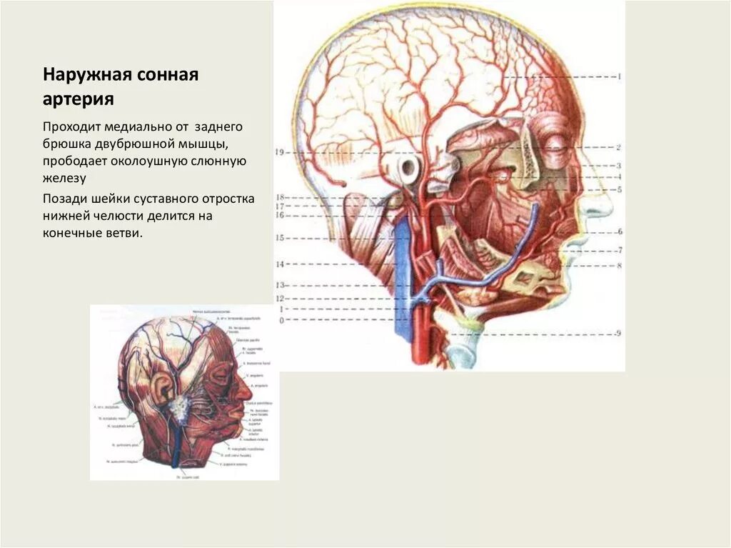 Наружная Сонная артерия анатомия ветви. Медиальная группа наружной сонной артерии. Наружная Сонная артерия топография ветви области кровоснабжения. Наружная Сонная артерия анатомия ветви схема. Сонные артерии на лице