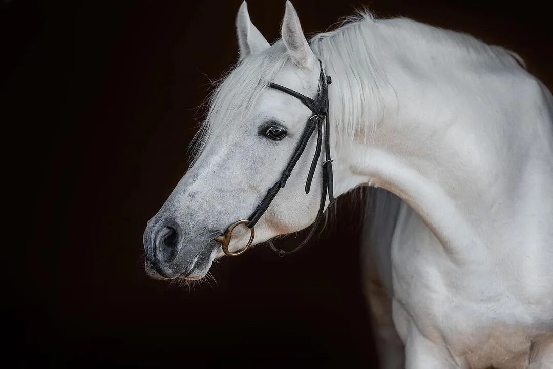 Чистокровная арабская лошадь 5. Терская лошадь. Самая умная порода лошадей. Умная лошадь Hanse. Фото лестницы породистого коня.