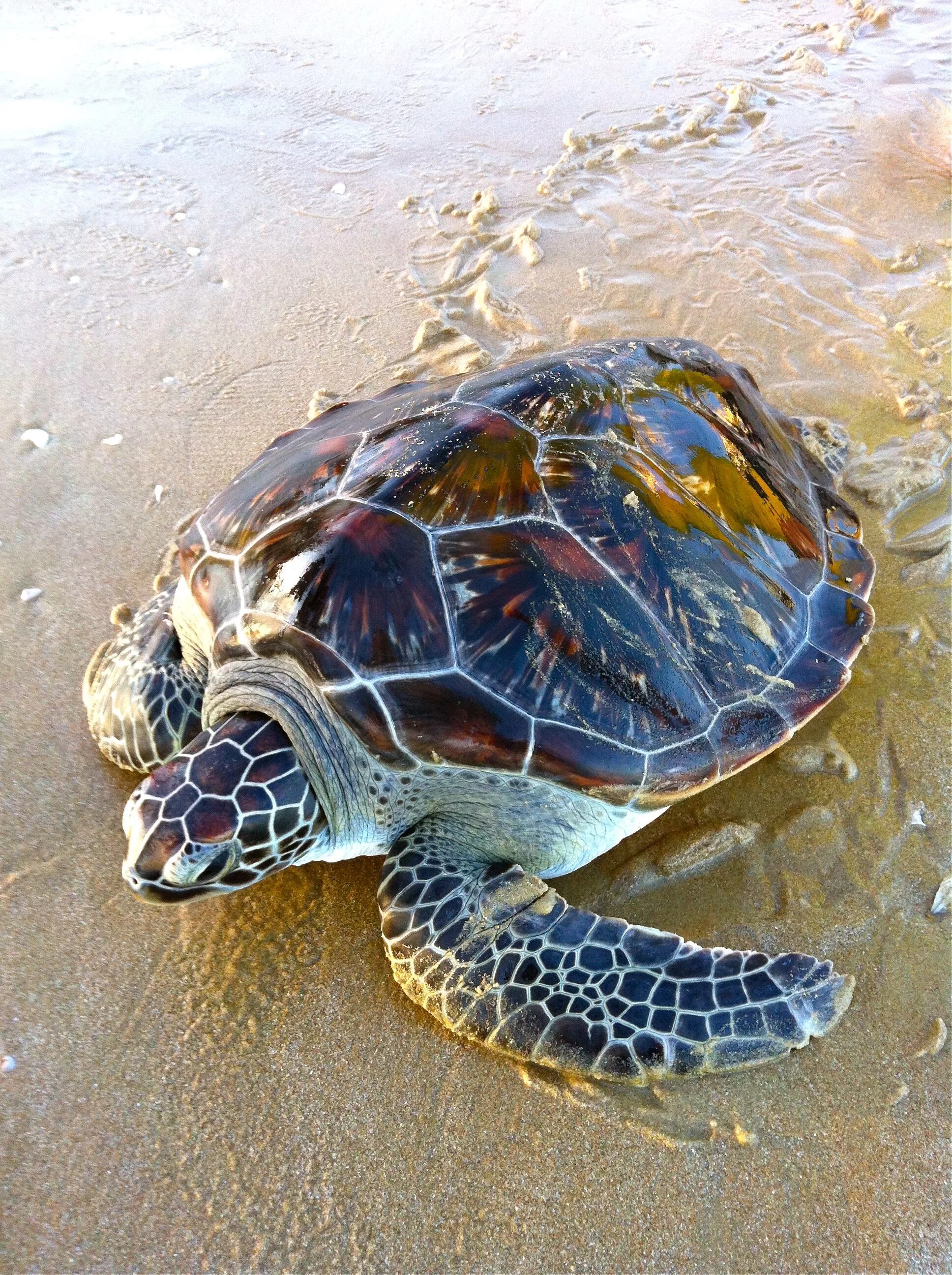 Какие черепахи относятся к морским. Черепаха Тартаруга. Техасская Бриллиантовая черепаха. Водоплавающая черепаха морская. Морские Черепашата.