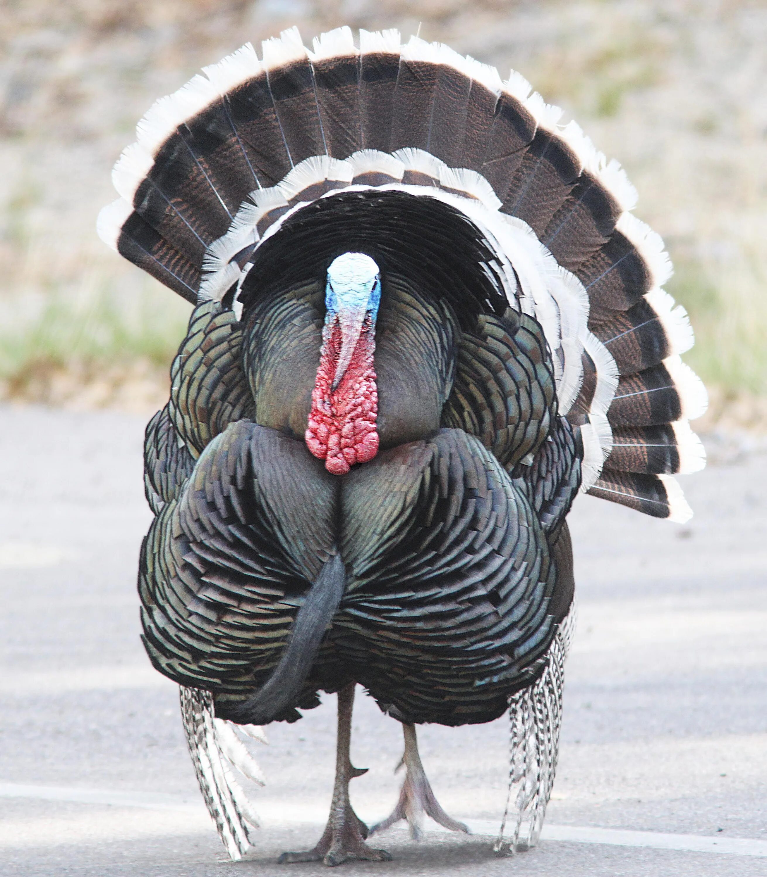 Did turkey. Дикая американская индюшка. Птица индюк. Дикий индюк.