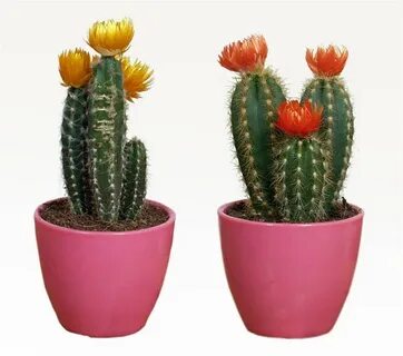 Cactus pro