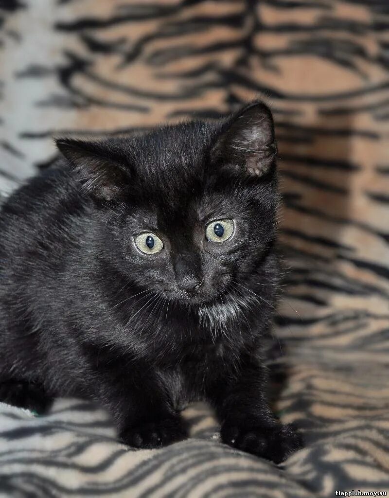 Черный котенок. Черненький котенок. Черный гладкошерстный котенок. Черный котенок с проседью. Какие черные котята есть