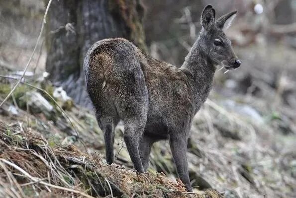 Кабарга животное фото где обитает Кабарга фото и описание: найдено 89 изображений