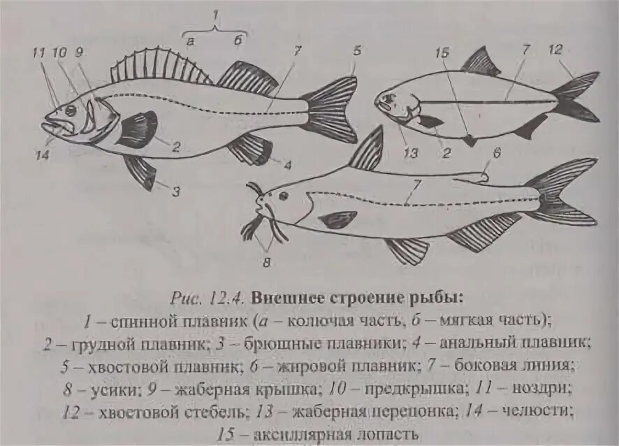 Какая функция у боковой линии рыб. Строение рыбы схема. внешнее строение рыбы боковая линия. боковая линия у рыб. строение боковой линии у рыб.