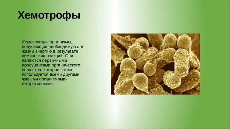 Автотрофные эукариоты