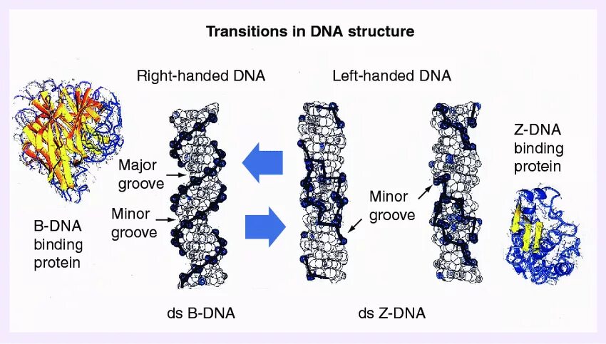 B-ДНК. Z ДНК. A B Z формы ДНК. ДНК правозакрученная.